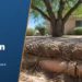 A Homeowner&rsquo;s Guide to Detecting and Preventing Root Intrusion in Pipes