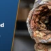 Corroded Pipes: Signs, Causes, and Repair Options