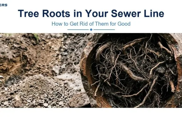 How to Get Rid of Tree Roots in Sewer Line
