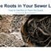 How to Get Rid of Tree Roots in Sewer Line