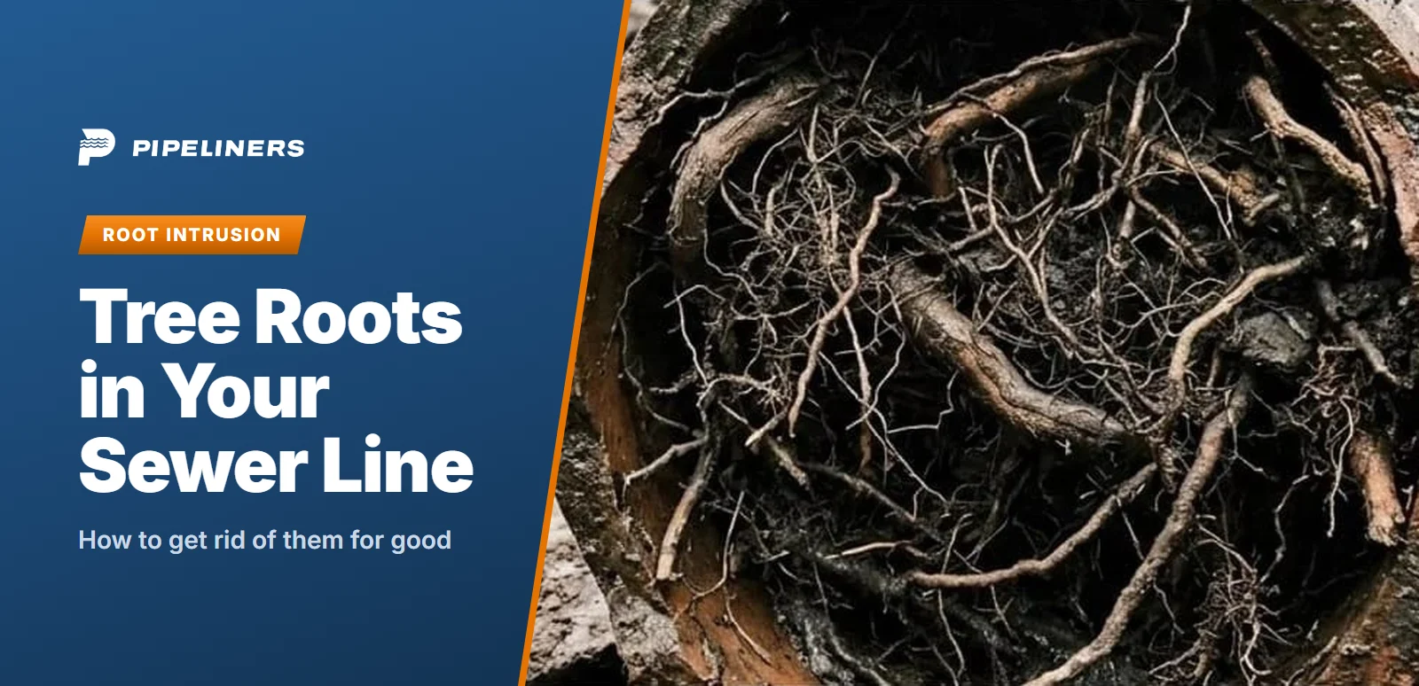 How to Get Rid of Tree Roots in Sewer Line
