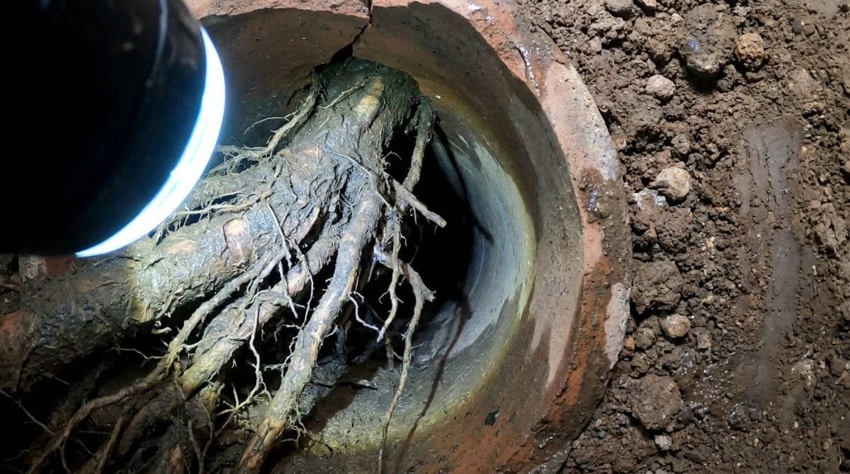 Tree roots growing through a crack in an underground clay sewer pipe during a camera inspection